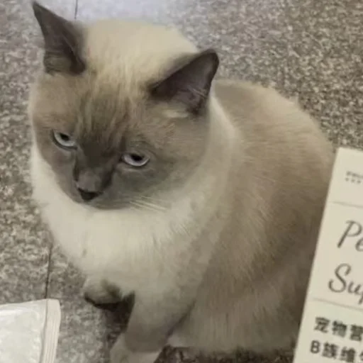 冬冬