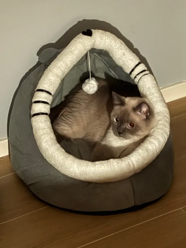 冬冬蜷在灰色猫窝里