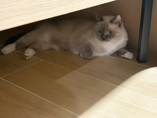 冬冬躺在桌下的阳光里